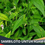 Manfaat Sambiloto untuk Asam Lambung