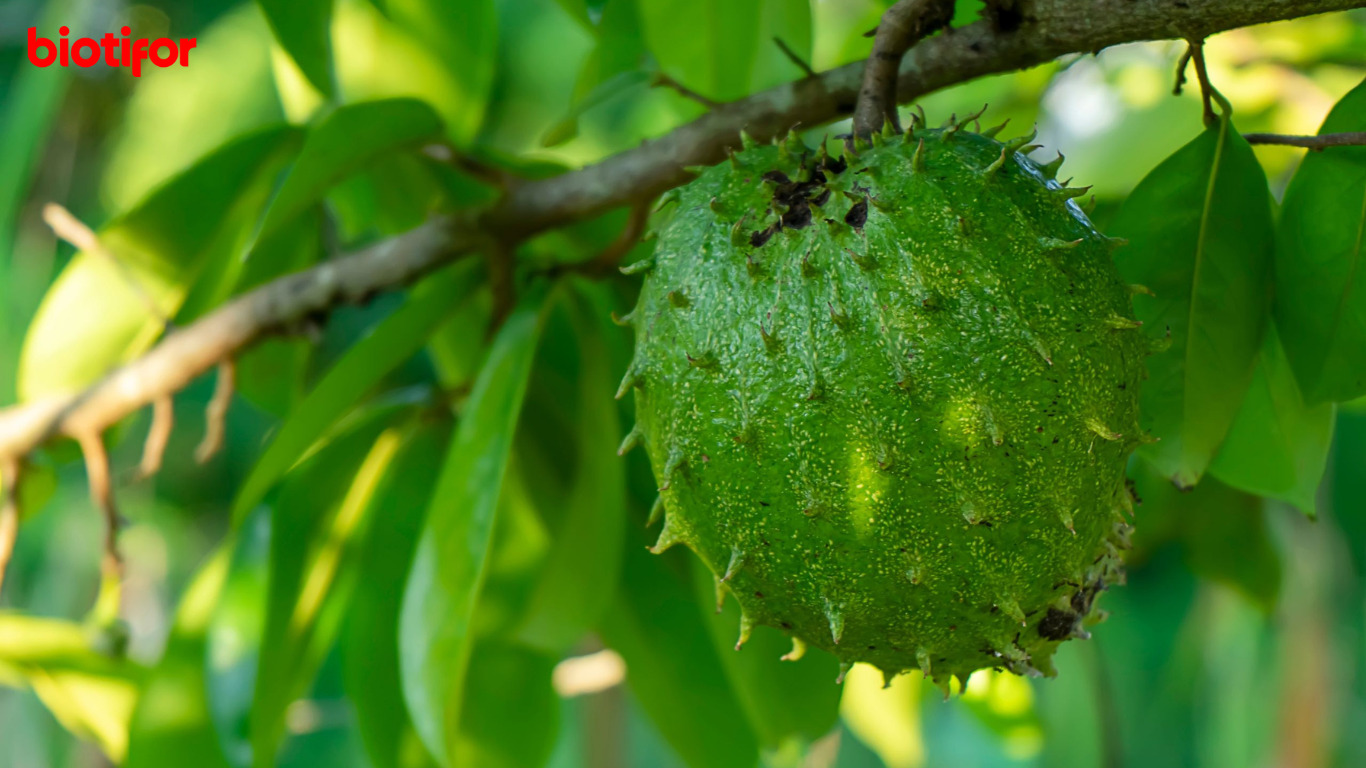 Manfaat Sirsak untuk Ginjal Kesehatan Ginjal yang Lebih Baik Biotifor