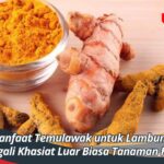 Manfaat Temulawak untuk Lambung: Menggali Khasiat Luar Biasa Tanaman Herbal