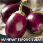 Manfaat Terong Bulat