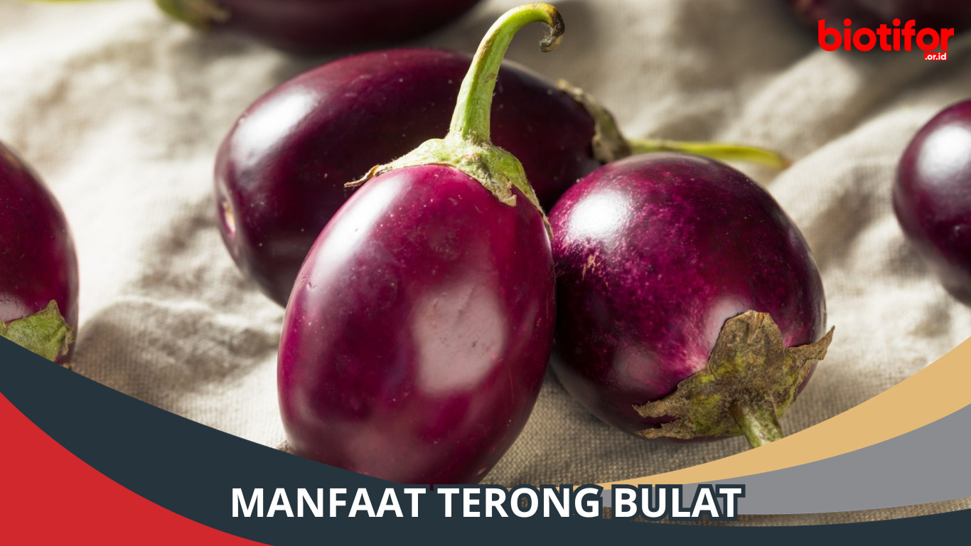 Manfaat Terong Bulat