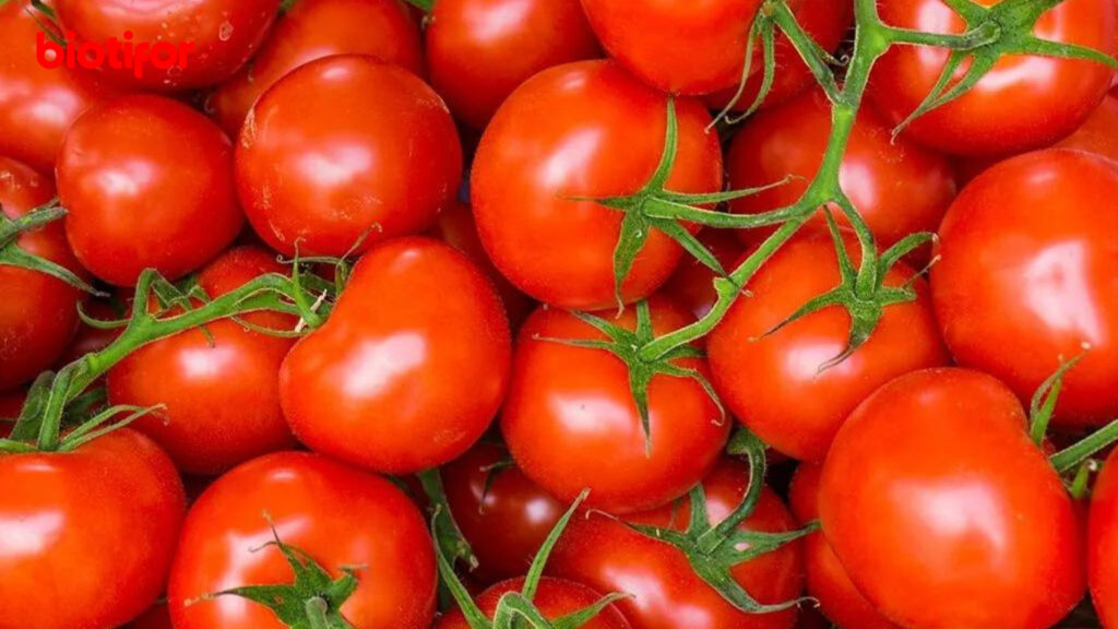 Manfaat Tomat untuk Bayi