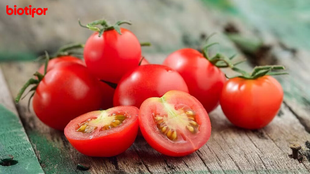 Manfaat Tomat untuk Ibu Hamil
