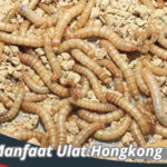 Manfaat Ulat Hongkong