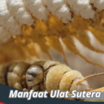 Manfaat Ulat Sutera