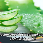 Obat Gatal Selangkangan Alami