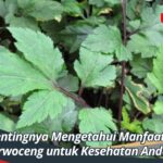 Pentingnya Mengetahui Manfaat Purwoceng untuk Kesehatan Anda