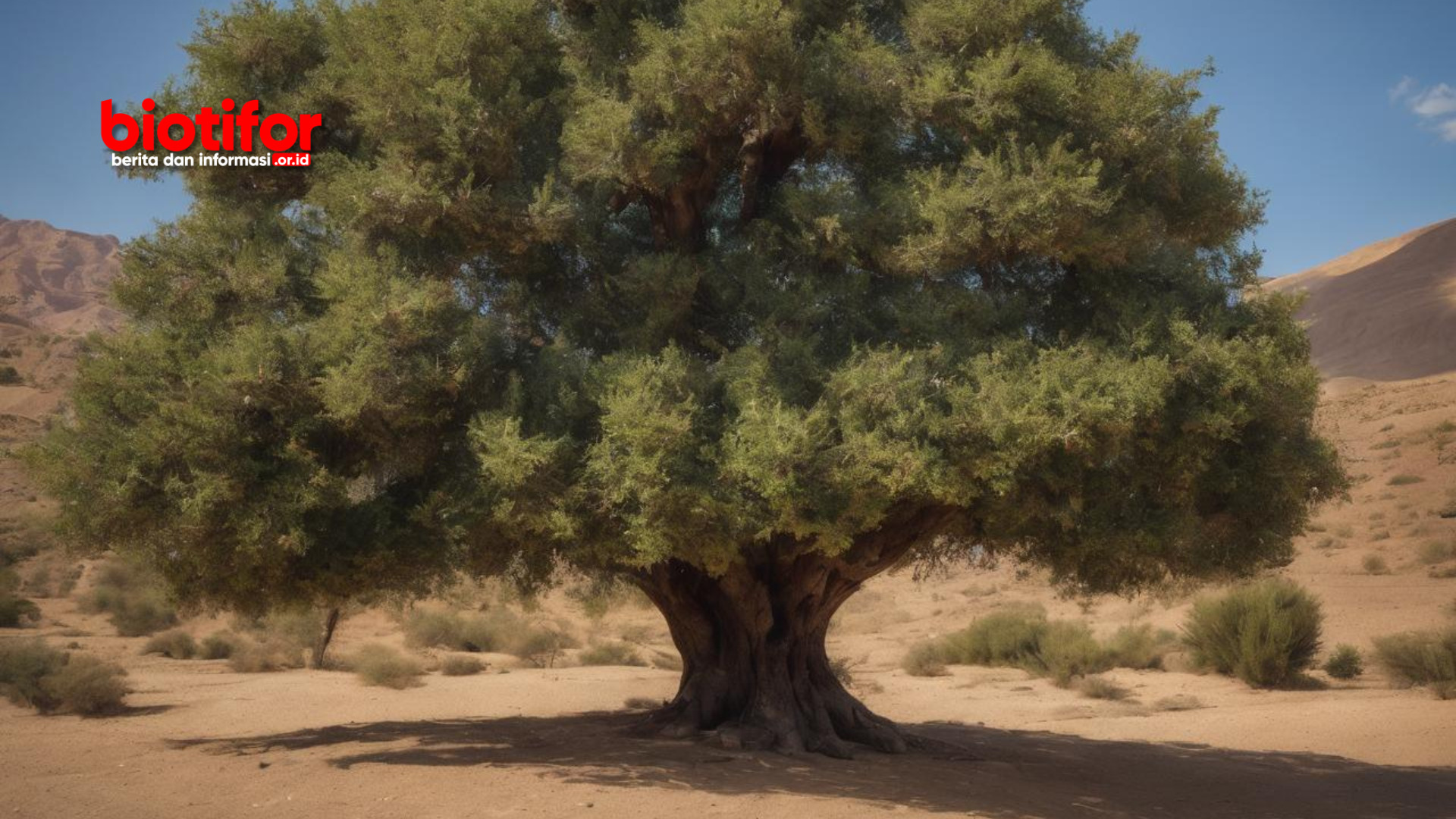 pohon gharqad