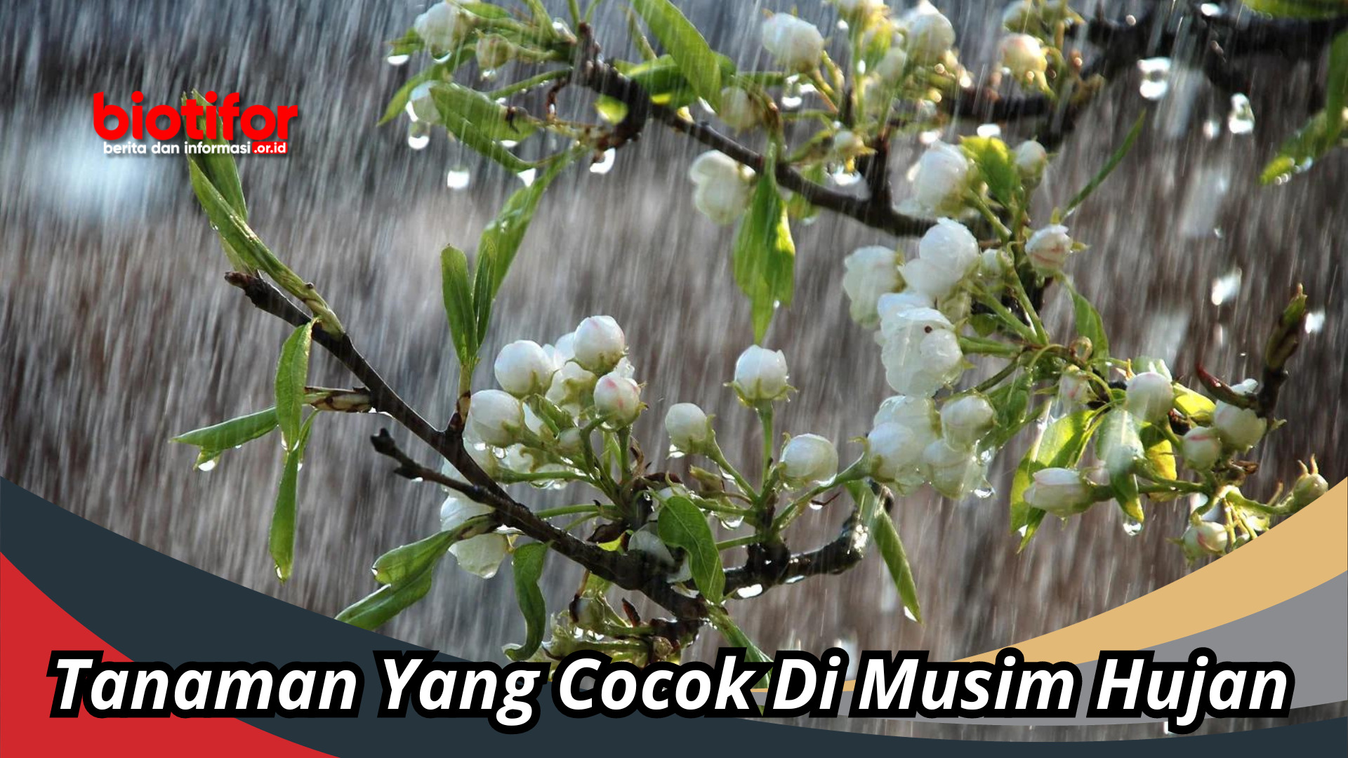 Tanaman Yang Cocok Di Musim Hujan