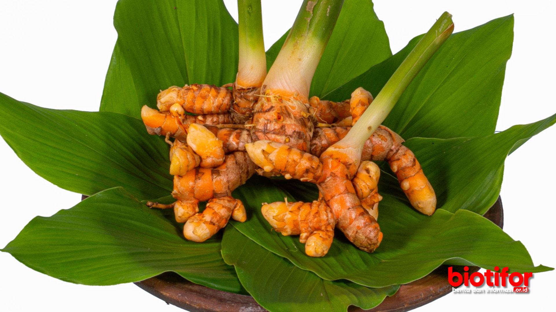 Temulawak: Warisan Herbal Indonesia yang Menyegarkan dan Berkhasiat