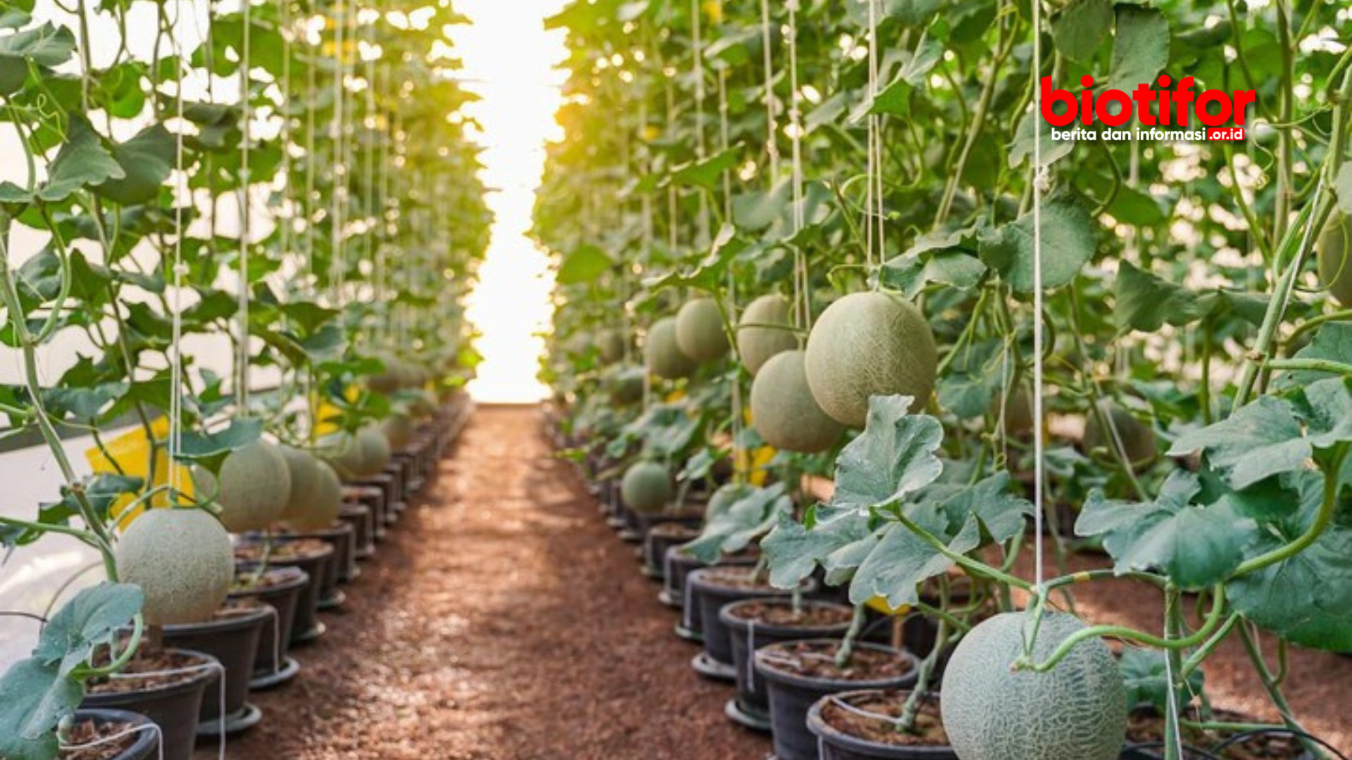 bahaya buah melon