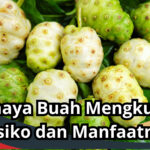 bahaya buah mengkudu