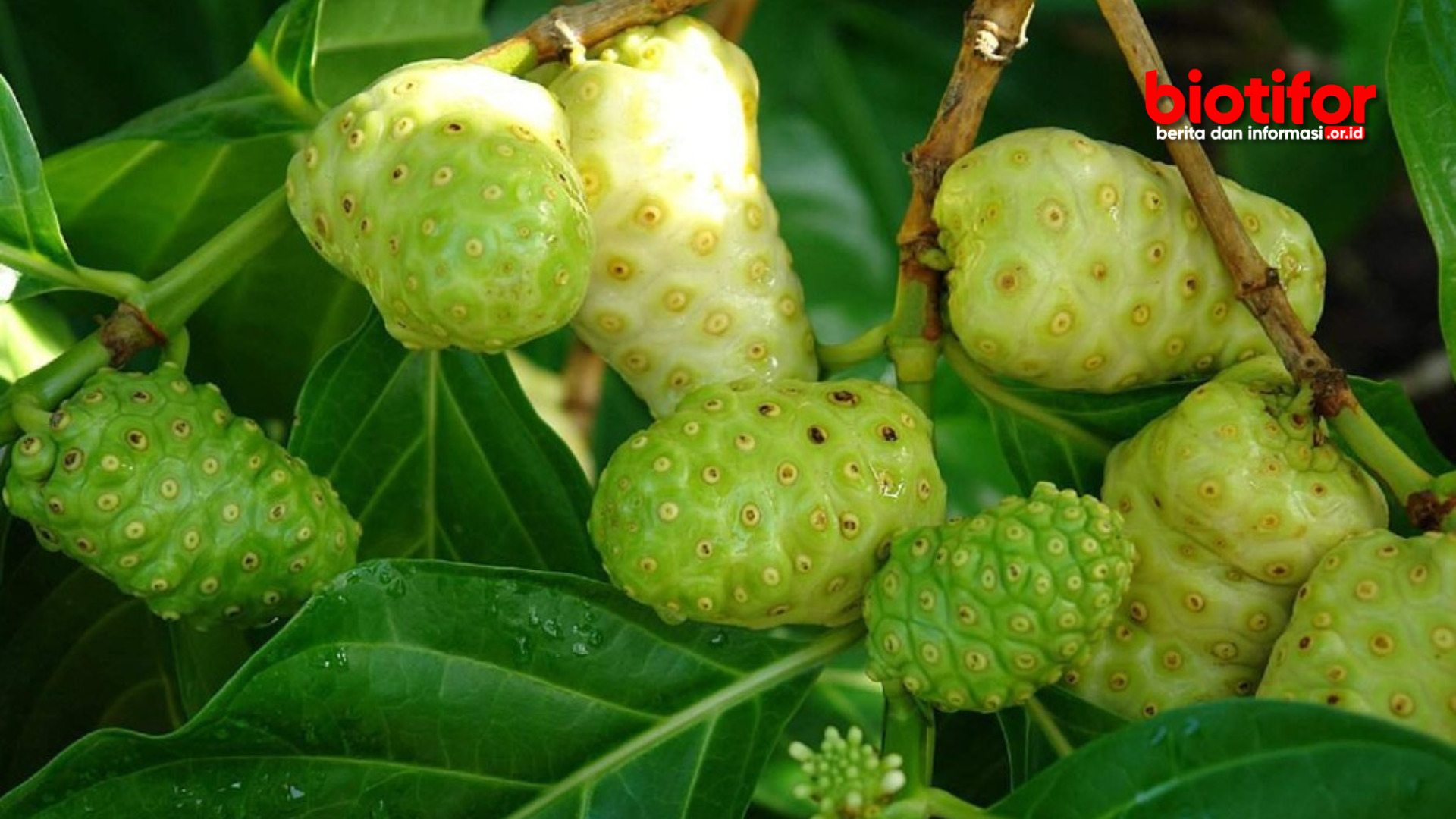 bahaya buah mengkudu