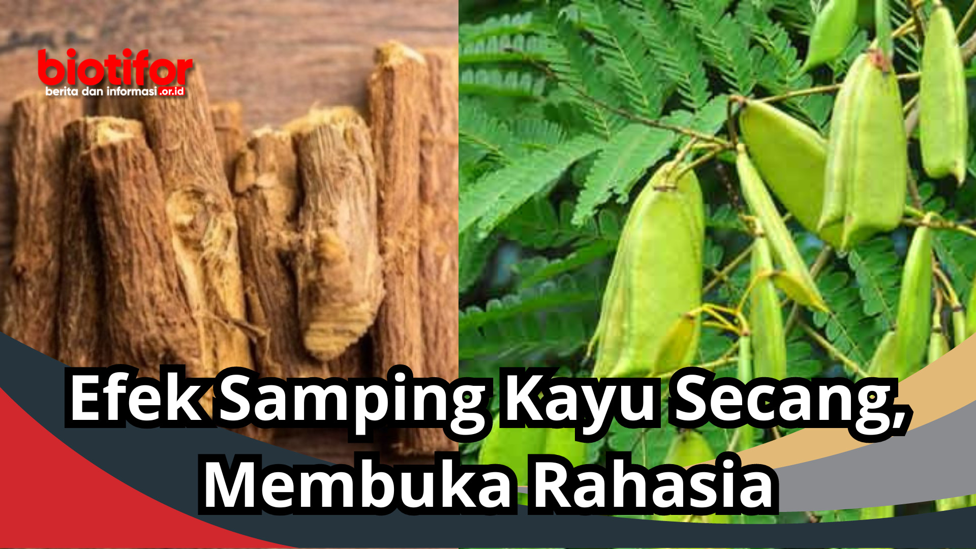 Efek Samping Kayu Secang, Membuka Rahasia