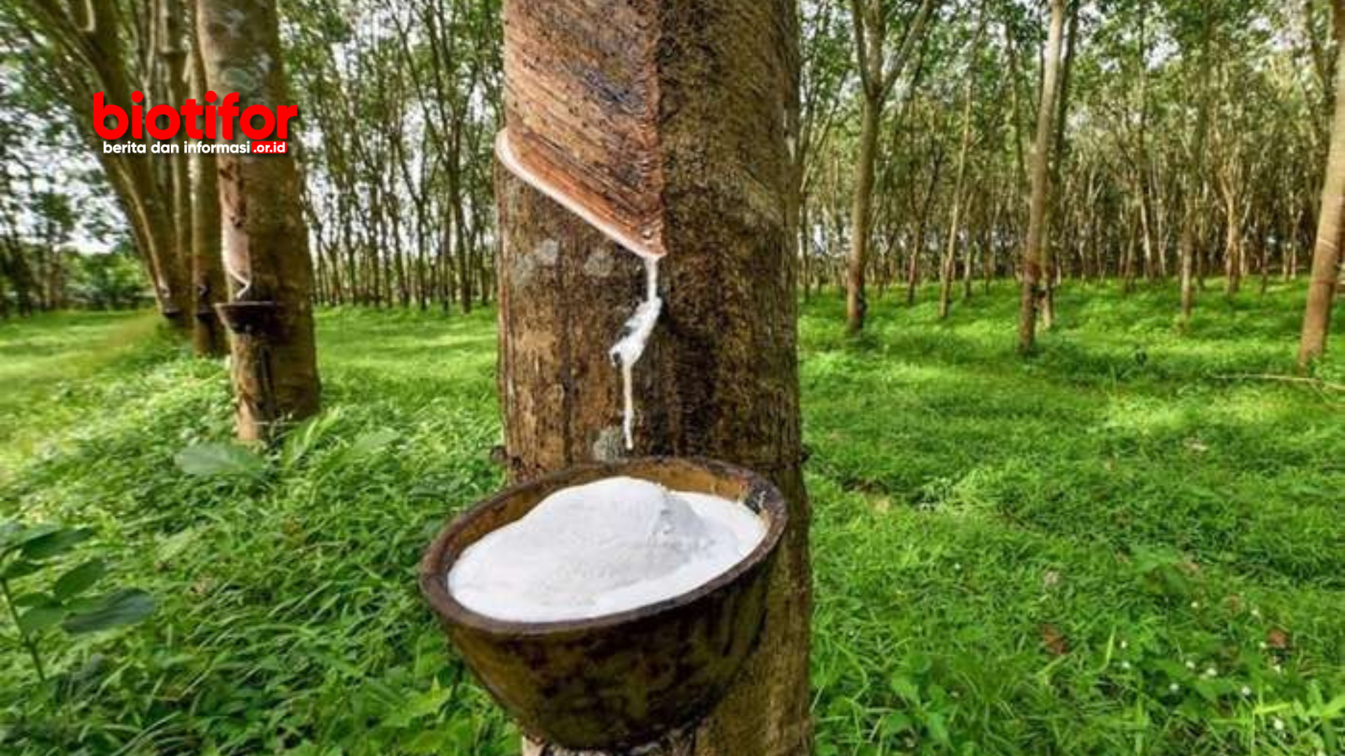 Cara Menghilangkan Bau Getah Karet di Tangan