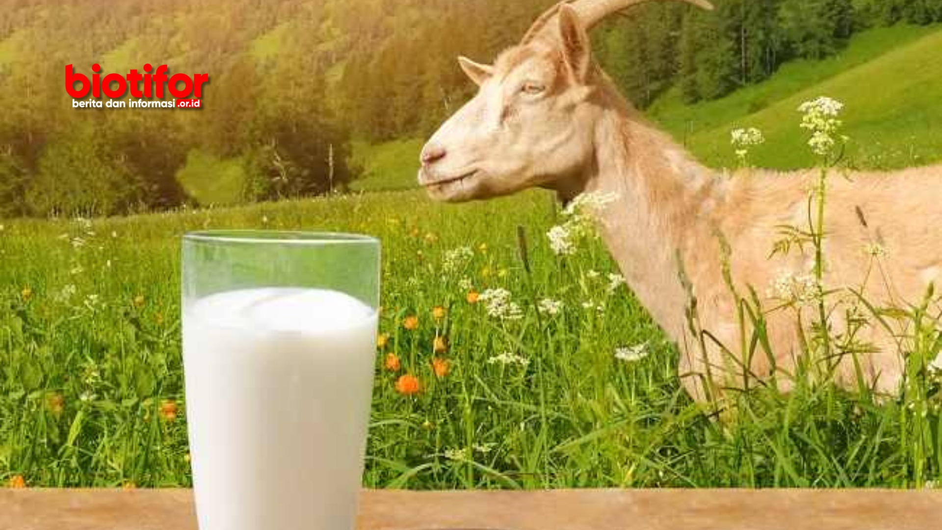 Manfaat Susu Kambing Murni