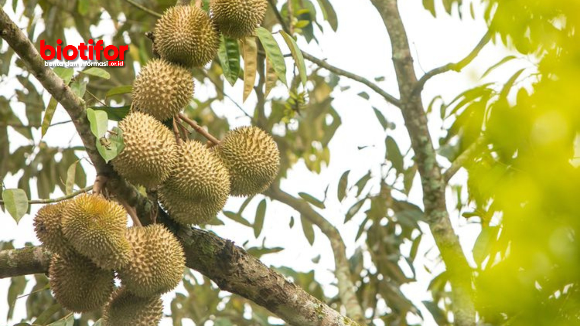 cara mempercepat pertumbuhan tanaman durian