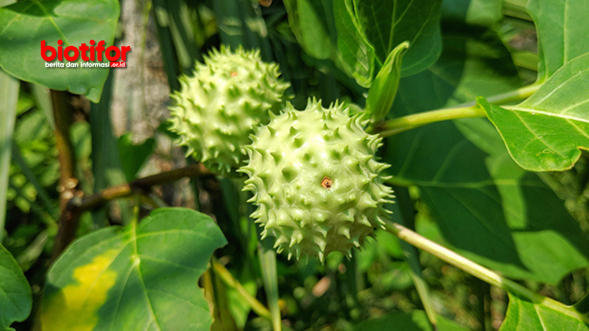 Manfaat Daun Kecubung Wulung