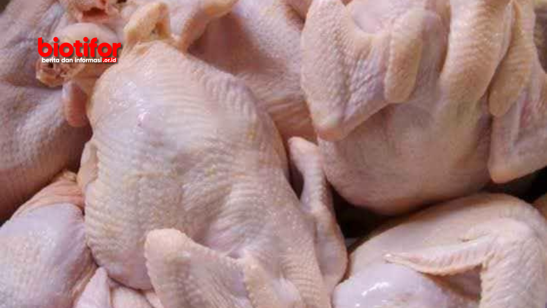 Cara Menyimpan Daging Ayam Tanpa Kulkas