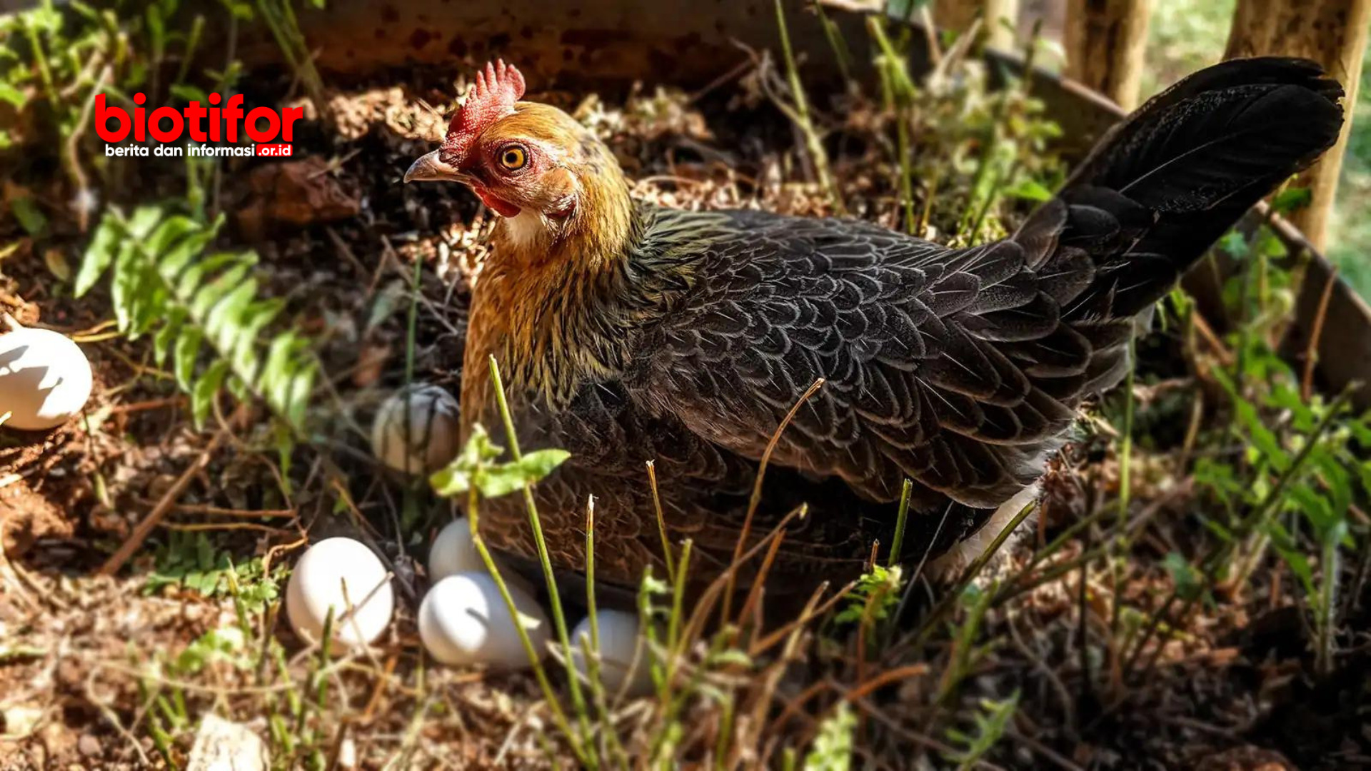 Cara Memulai Beternak Ayam Petelur