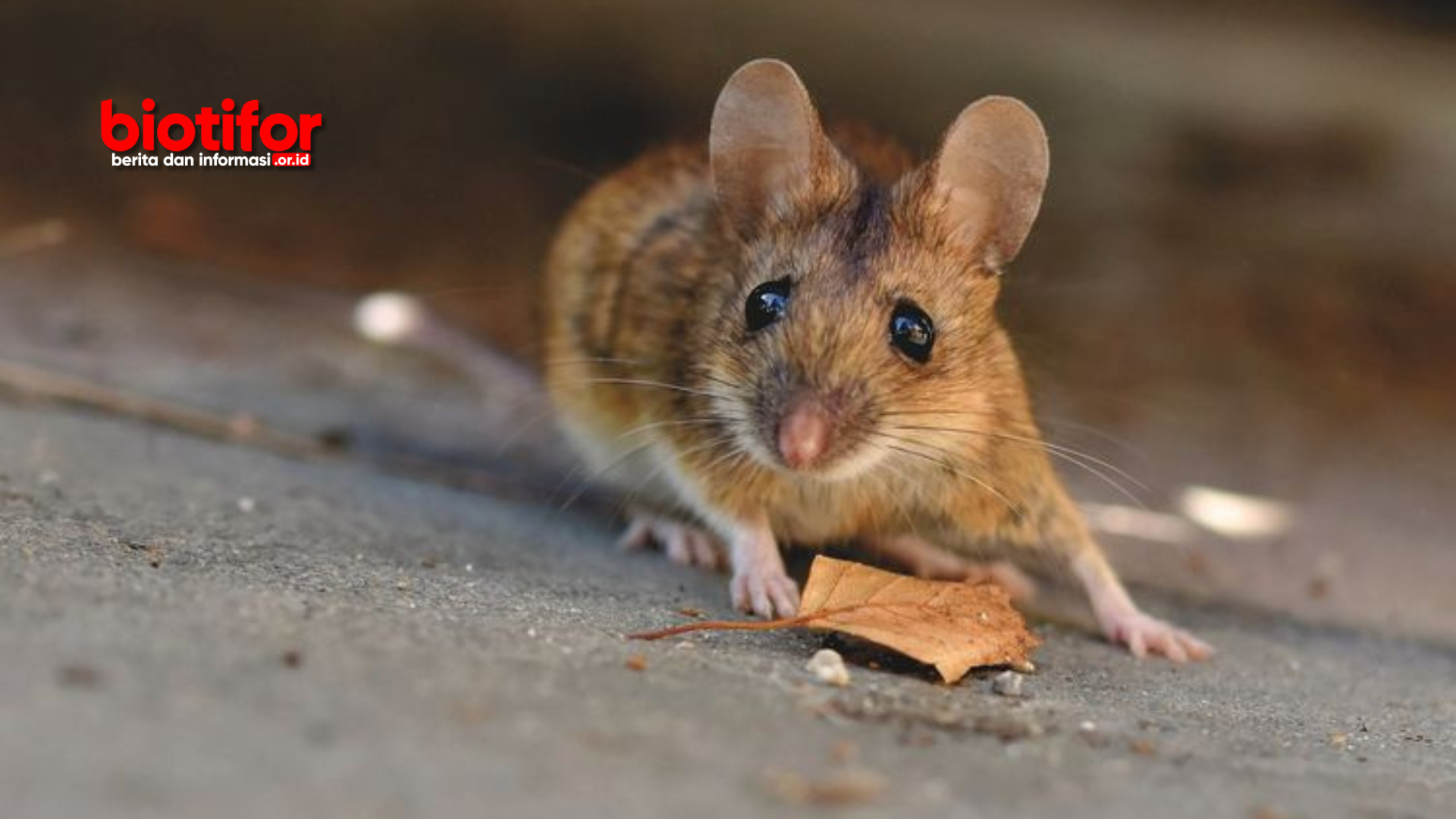 Cara Menghilangkan Bau Kotoran Tikus Curut