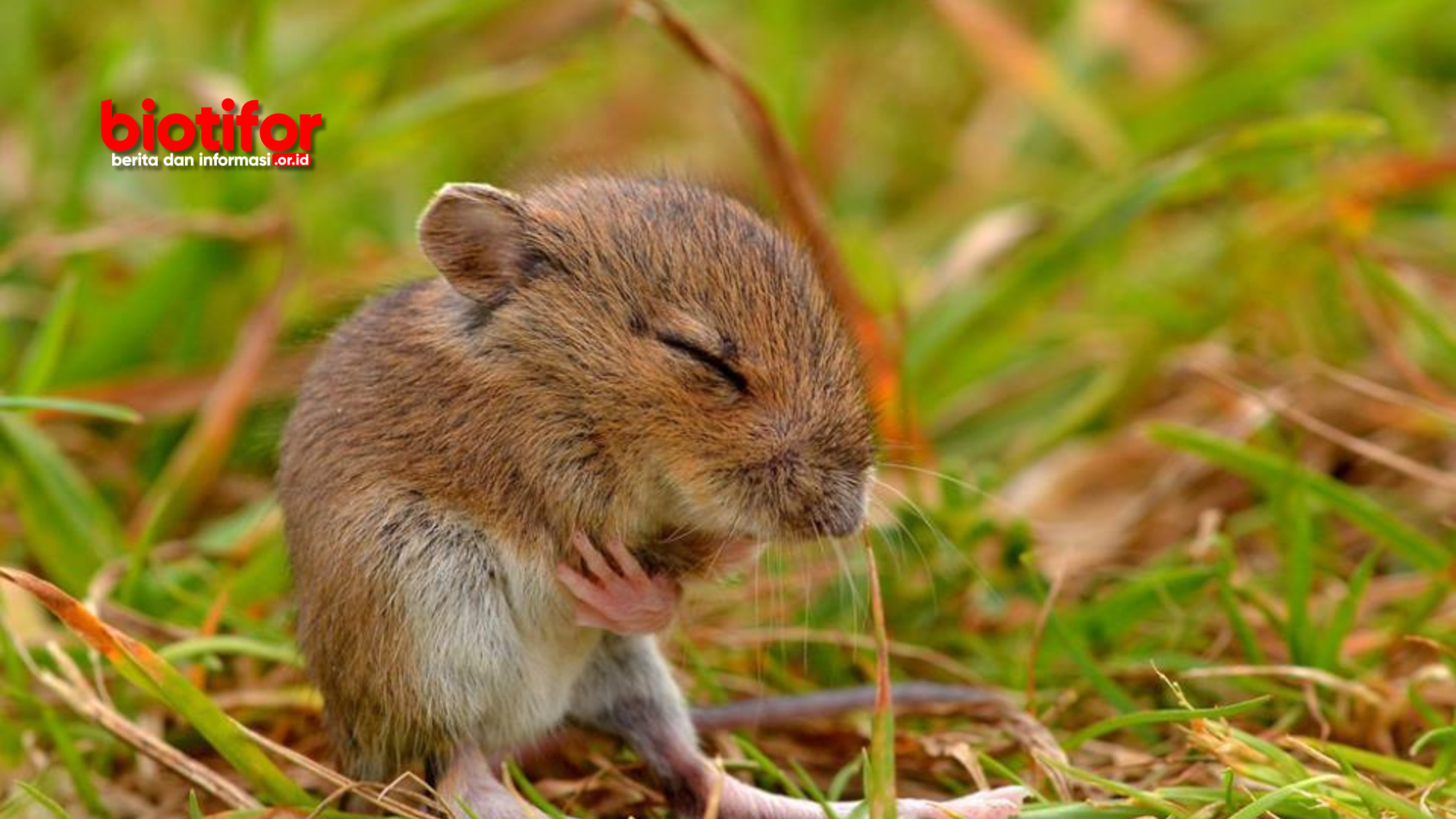 Cara Mengatasi Hama Tikus di Sawah