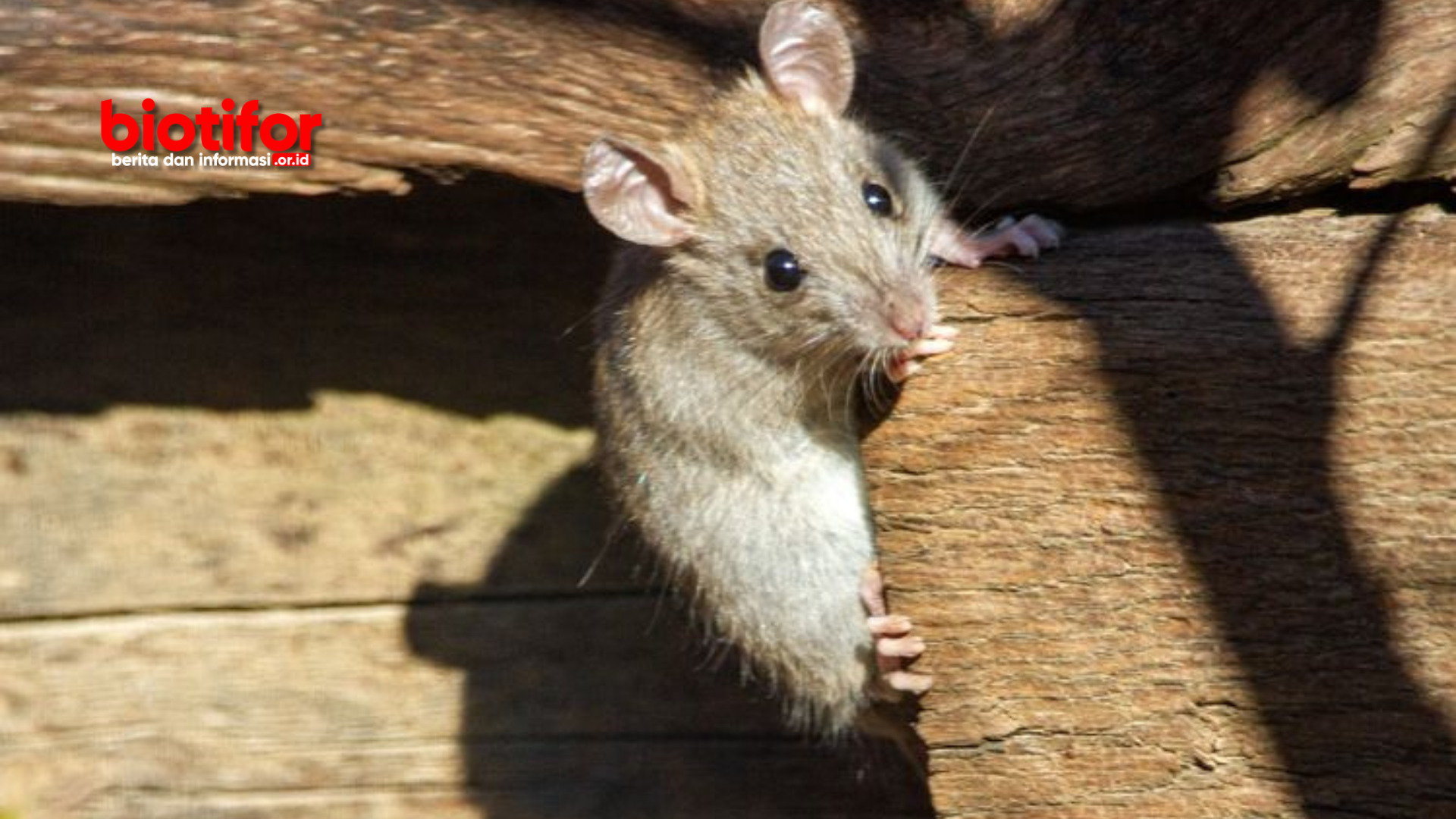 Cara Usir Tikus Di Plafon