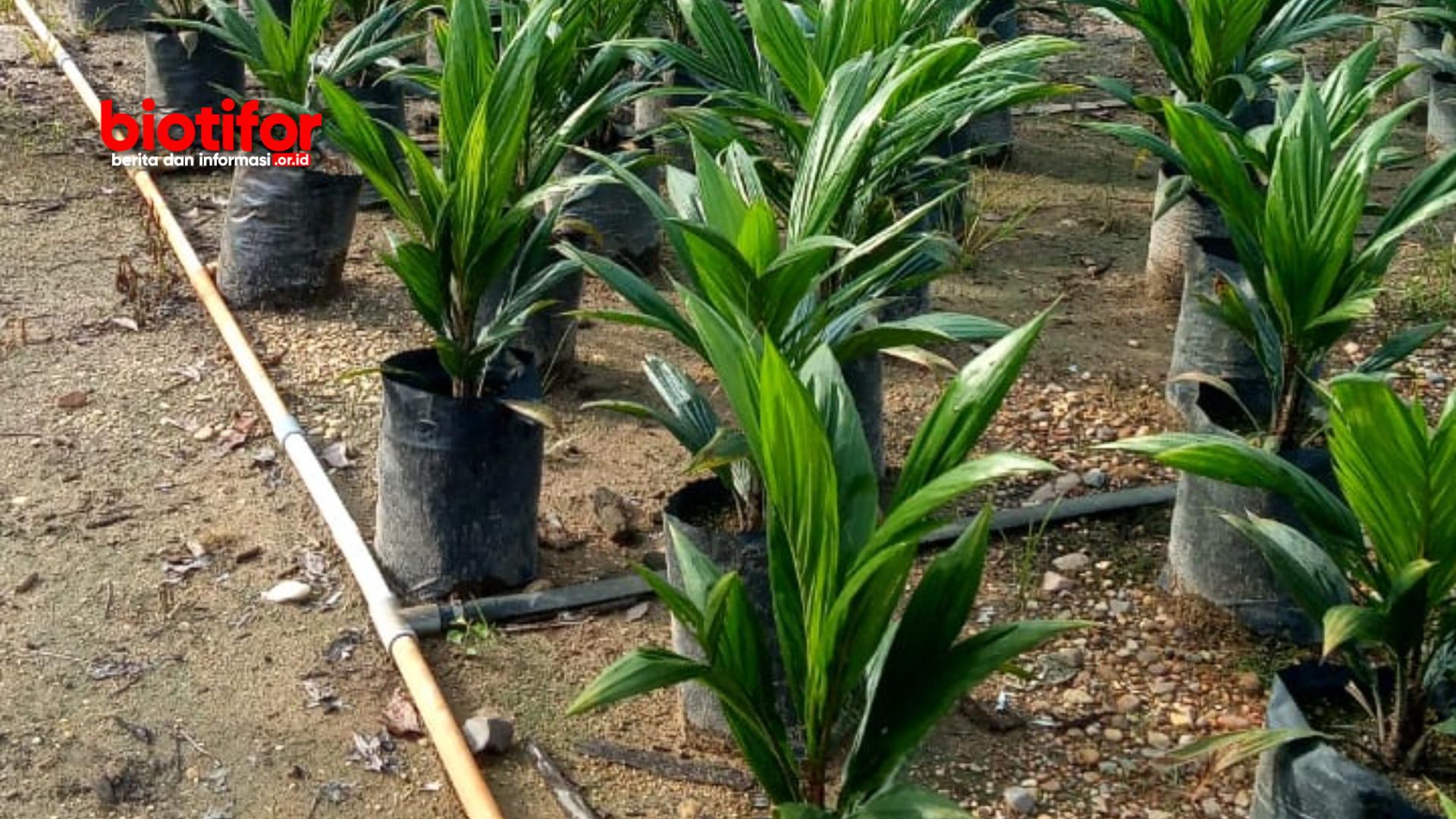 Pembibitan Kelapa Sawit