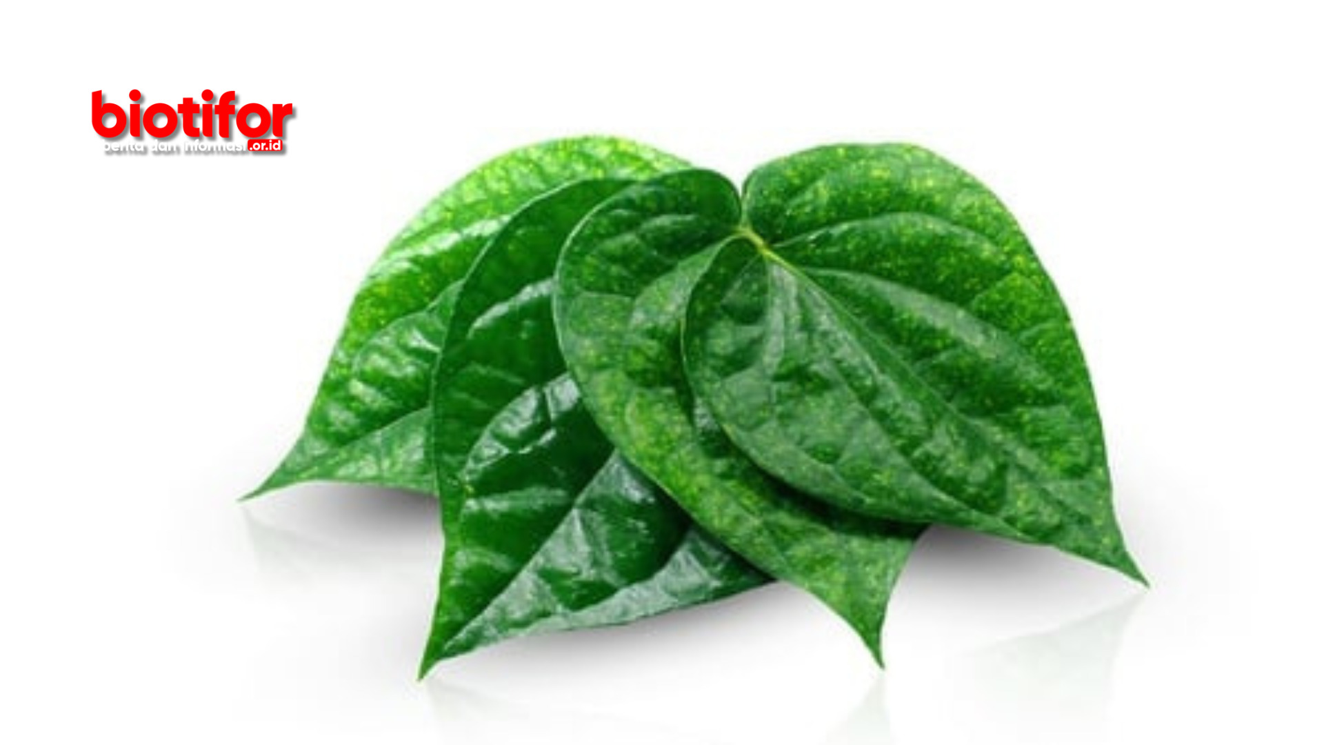 Manfaat Daun Sirih Untuk Keputihan