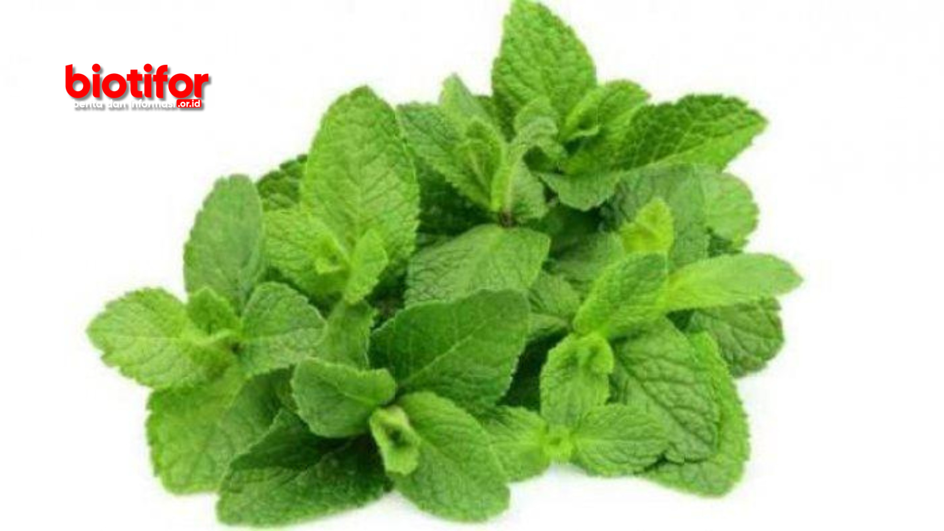 Bahaya Daun Mint