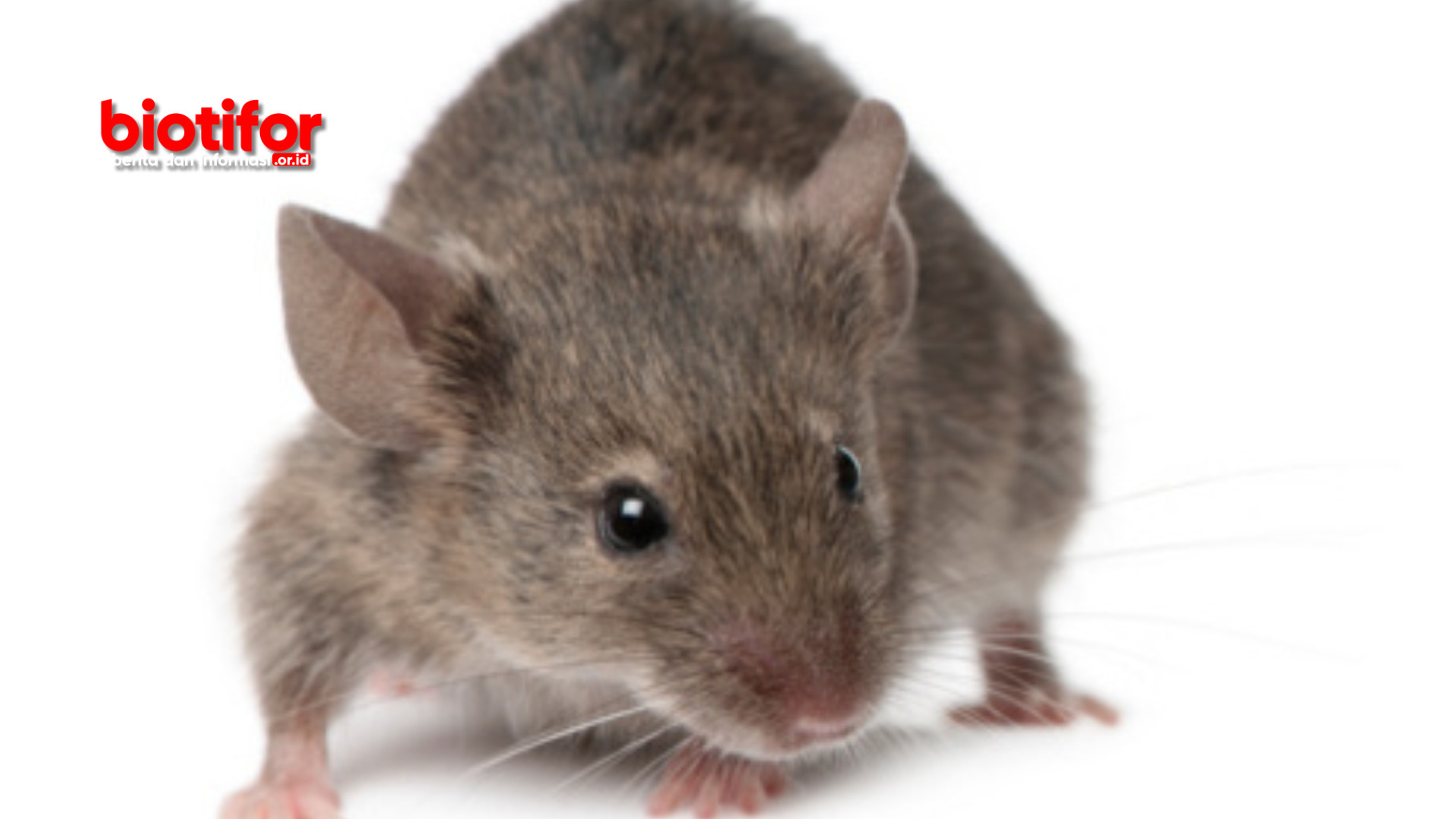Bahaya kencing tikus