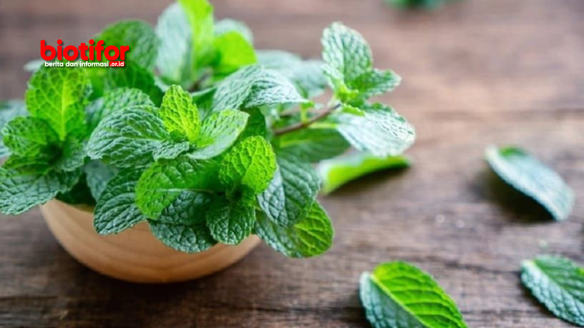 Cara Mengolah Daun Mint