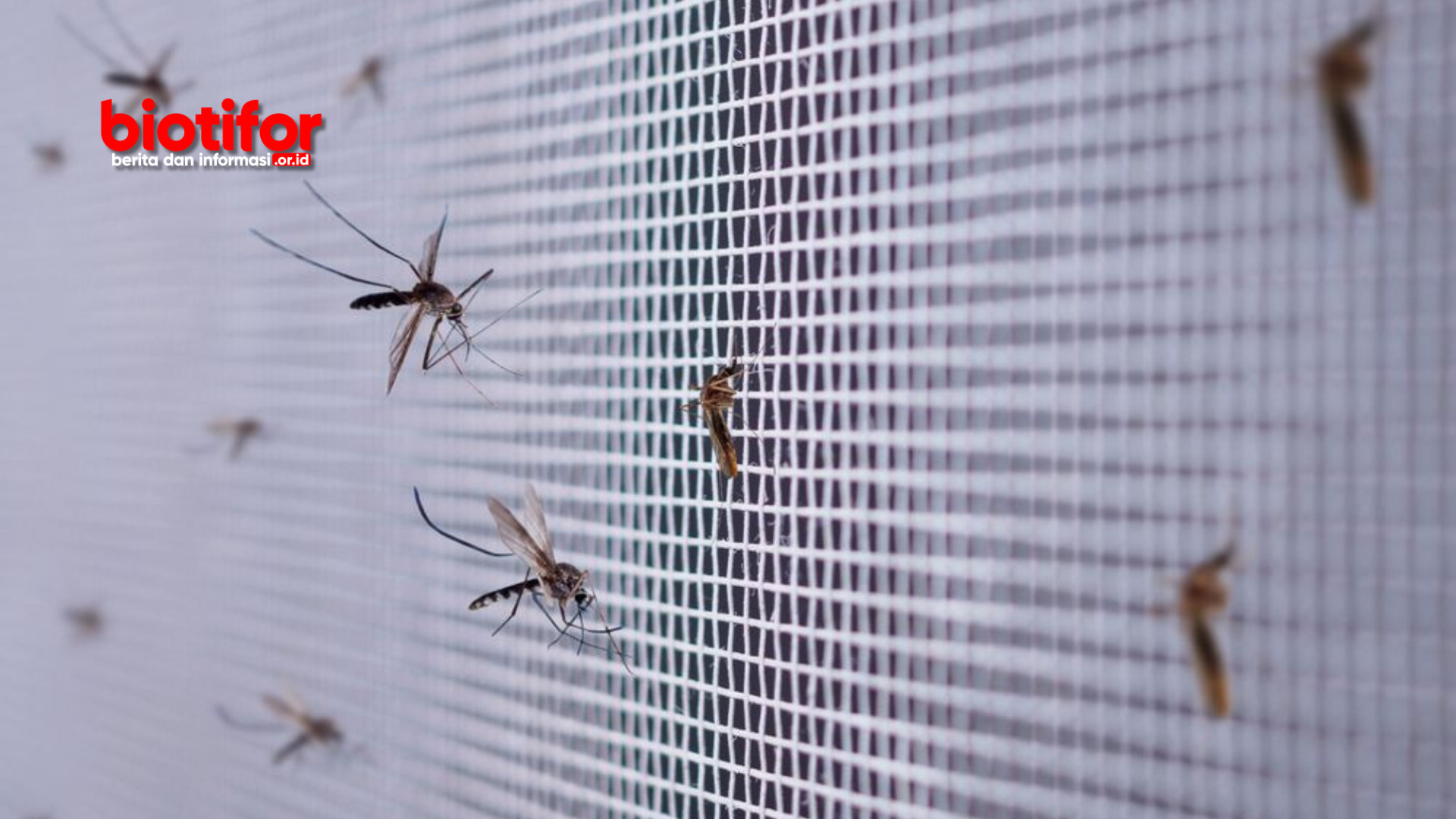 Cara Menghilangkan Nyamuk di Kamar