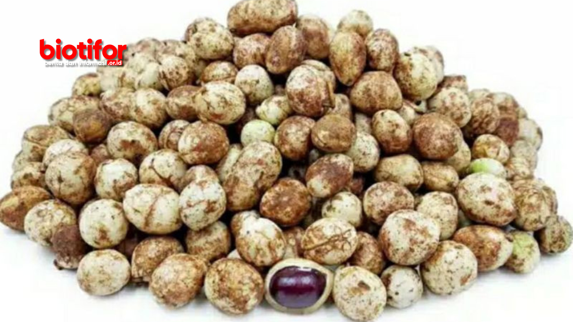 Manfaat Kacang Bogor Untuk Kesehatan