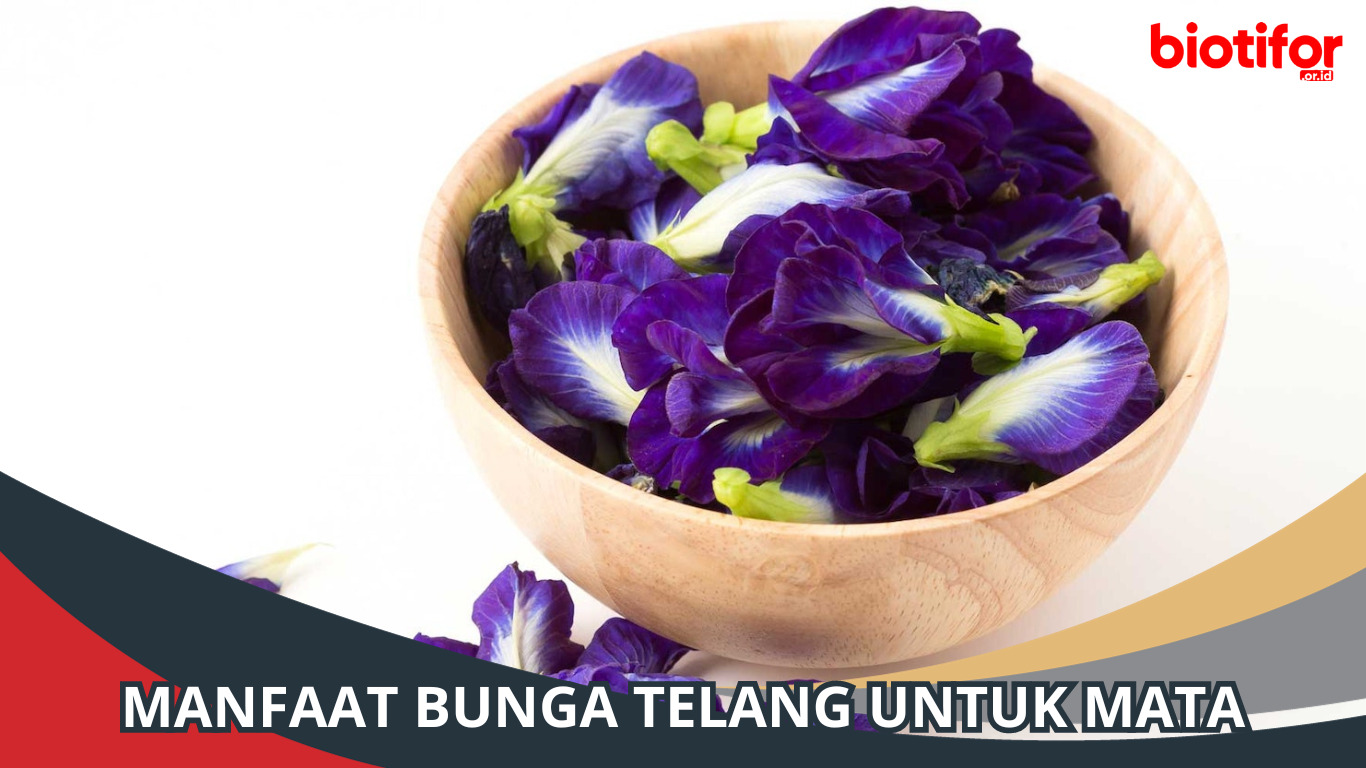 Manfaat Luar Biasa Bunga Telang untuk Kesehatan Mata