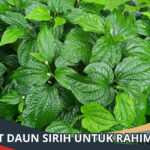 Manfaat Daun Sirih Untuk Rahim Wanita