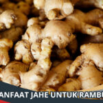 Manfaat Jahe untuk Rambut