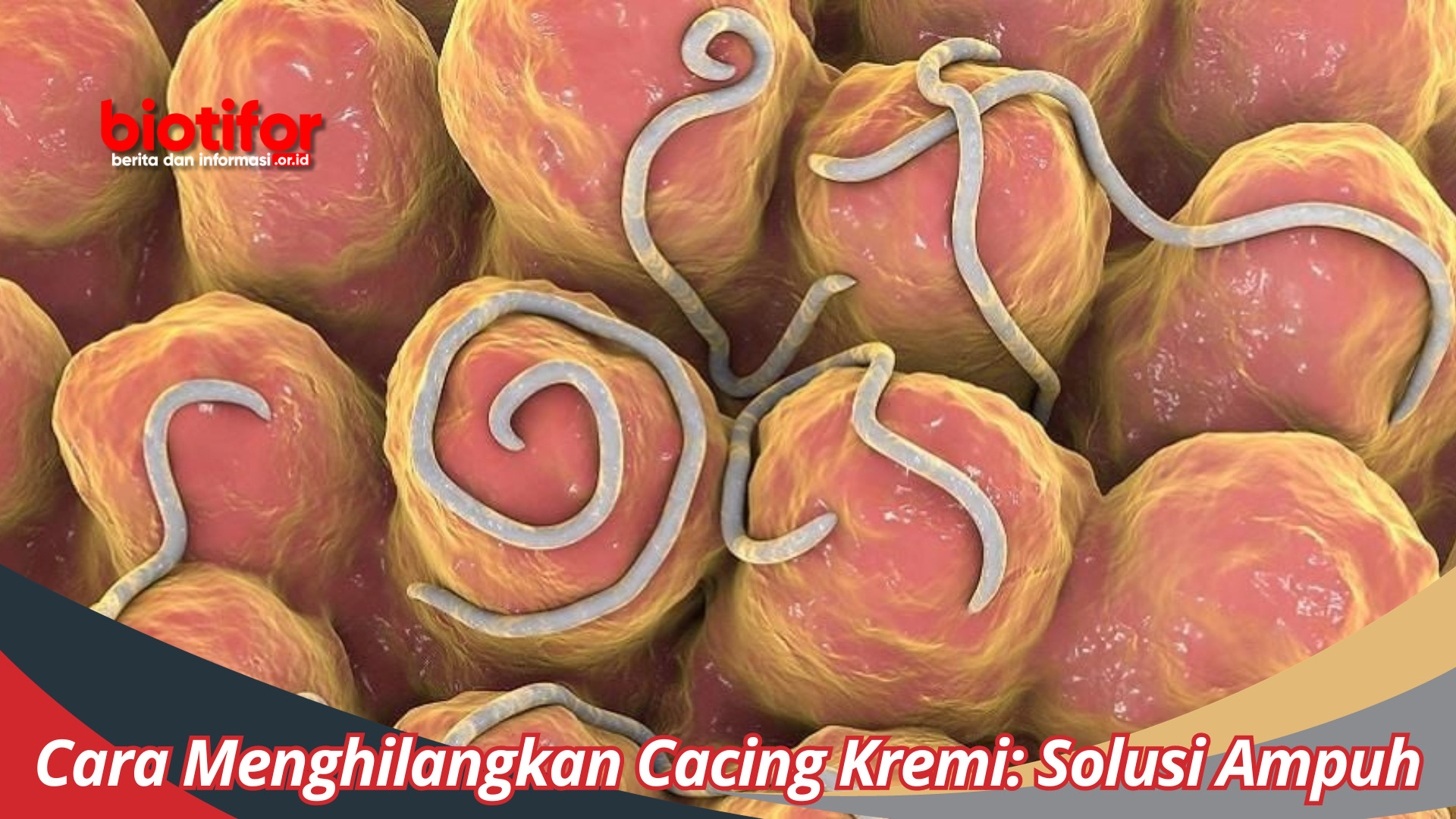 Cara Menghilangkan Cacing Kremi: Solusi Ampuh untuk Masalah Kesehatan