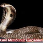 Cara Membunuh Ular Kobra