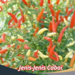 Jenis-Jenis Cabai