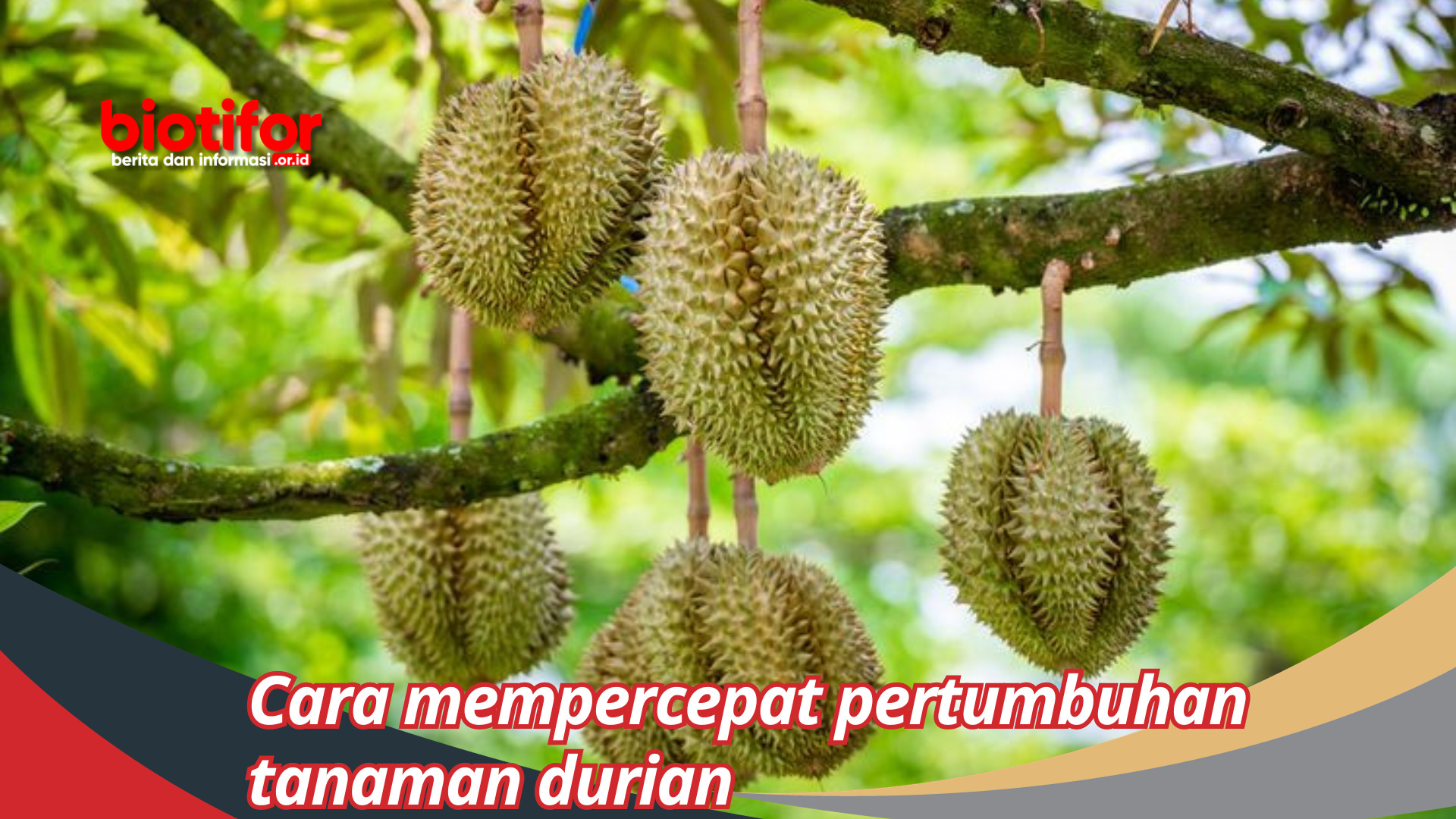 cara mempercepat pertumbuhan tanaman durian
