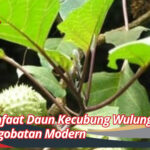 Manfaat Daun Kecubung Wulung