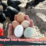 Cara Memulai Beternak Ayam Petelur