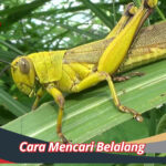Cara Mencari Belalang
