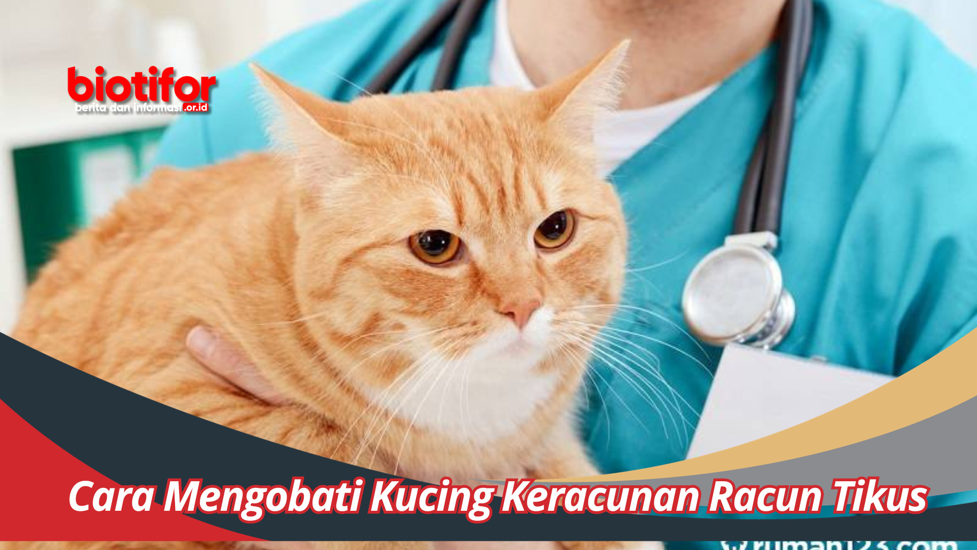 Cara Mengobati Kucing Keracunan Racun Tikus Dengan Efektif