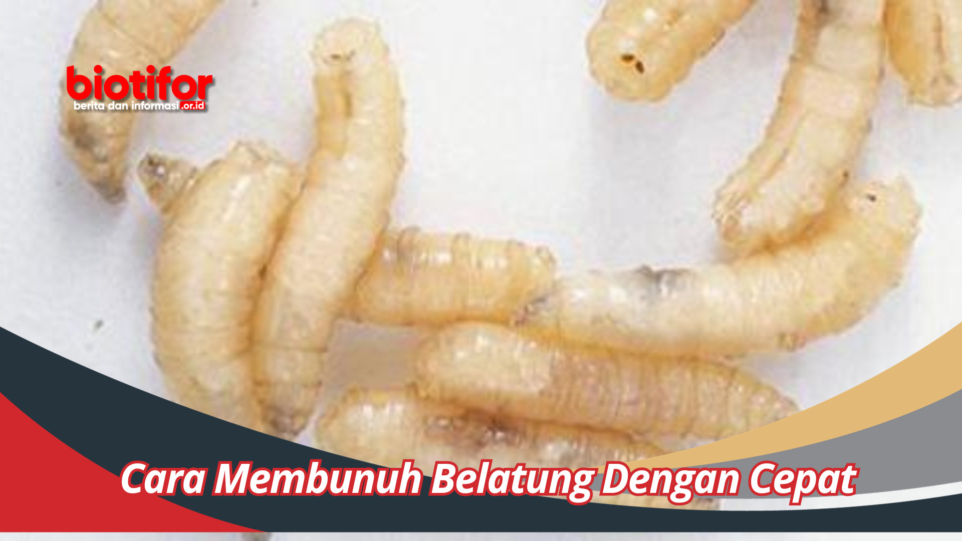 Cara Membunuh Belatung