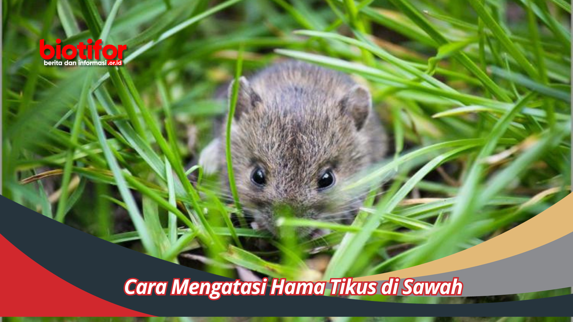 Cara Mengatasi Hama Tikus di Sawah Agar Panen Maksimal