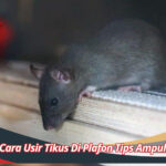 Cara Usir Tikus Di Plafon