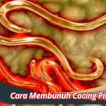 Cara Membunuh Cacing Pita