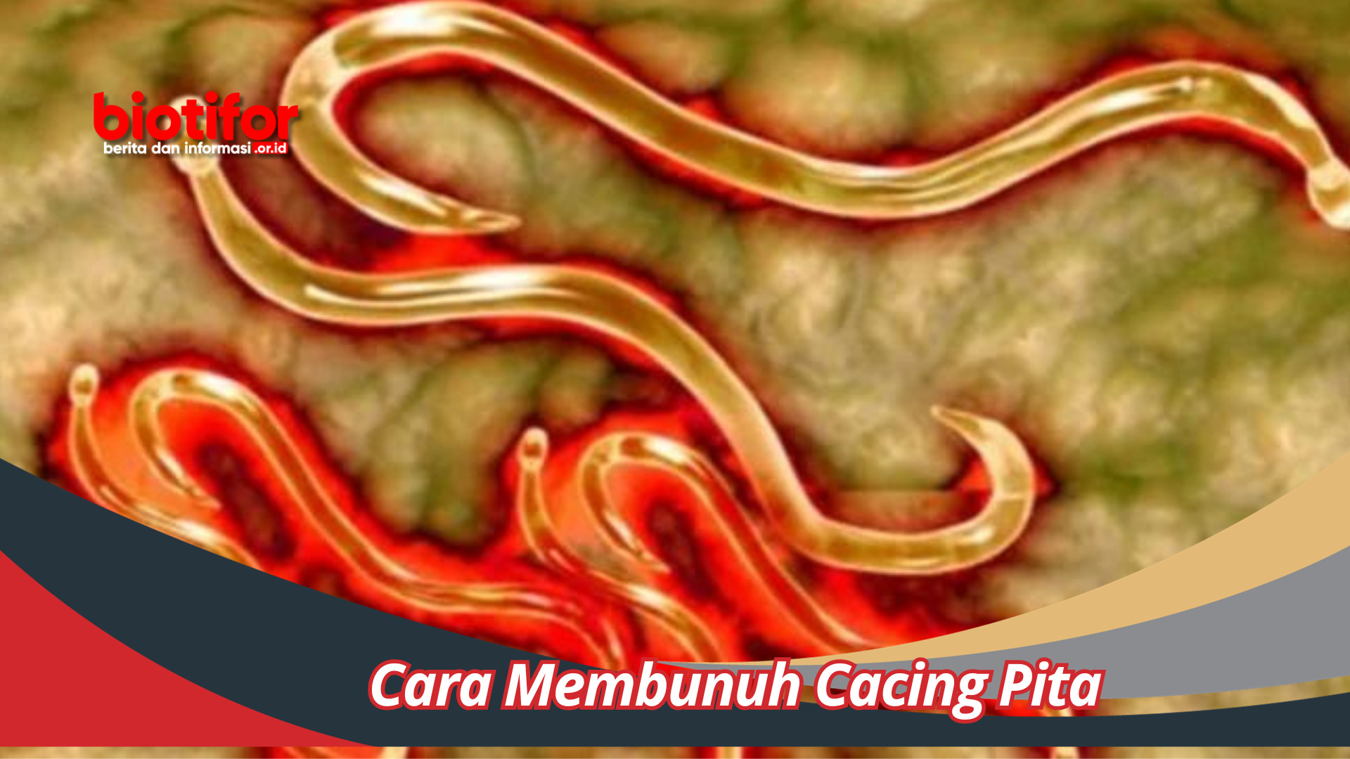 Cara Membunuh Cacing Pita: Tutorial Mendalam Menangani Infeksi